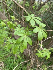 Ipomoea cairica cairica