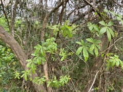 Ipomoea cairica cairica