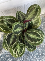 Goeppertia roseopicta