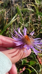 Aster flaccidus