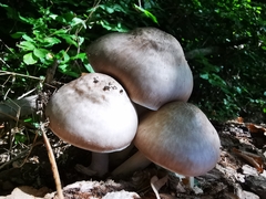 Pluteus