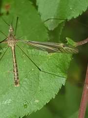 Tipula lateralis