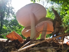Pluteus