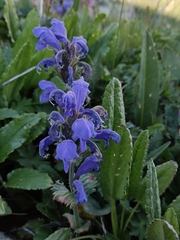 Dracocephalum grandiflorum