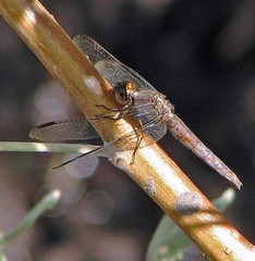 Erythrodiplax connata