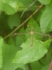 Tipula lateralis