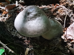 Pluteus
