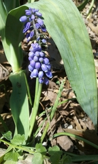 Muscari