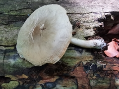 Pluteus