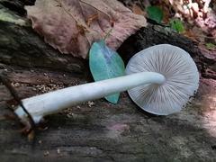 Pluteus