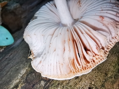Pluteus