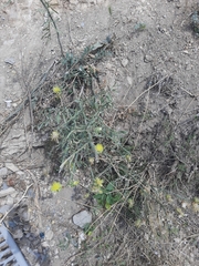 Centaurea salonitana