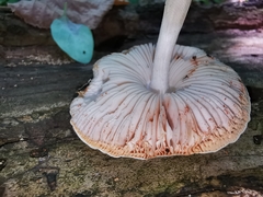 Pluteus