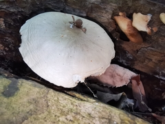 Pluteus