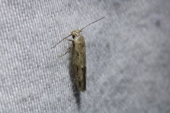 Mompha brevivittella