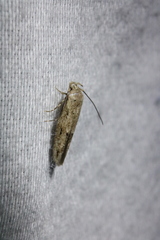 Mompha brevivittella