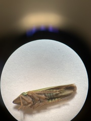 Draeculacephala mollipes