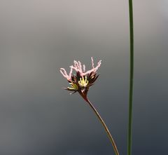 Juncus jacquinii