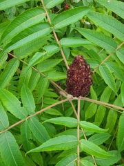 Rhus typhina