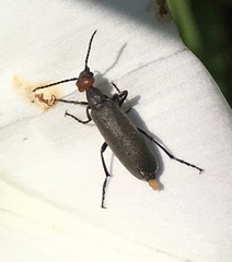 Epicauta atrata
