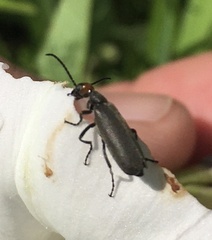 Epicauta atrata