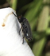 Epicauta atrata