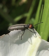 Epicauta atrata
