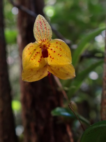 Bulbophyllum analamazoatrae