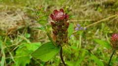 Prunella grandiflora