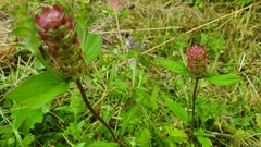 Prunella grandiflora