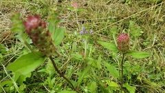 Prunella grandiflora