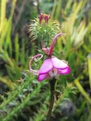Disperis capensis