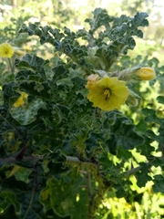 Solanum fructu-tecto