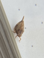 Mistharnophantia
