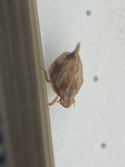 Mistharnophantia