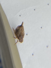 Mistharnophantia