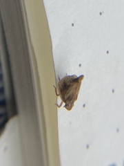 Mistharnophantia
