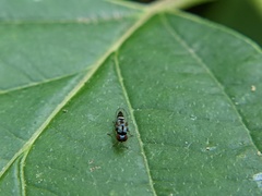 Bertamyia notata