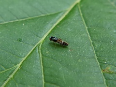 Bertamyia notata