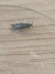 Coleophora albitarsella