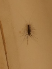 Scutigera coleoptrata