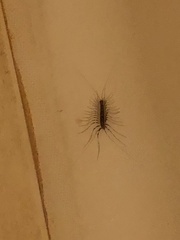 Scutigera coleoptrata