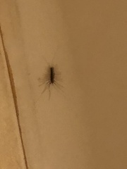 Scutigera coleoptrata