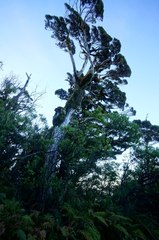 Libocedrus bidwillii