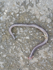 Gymnopis multiplicata