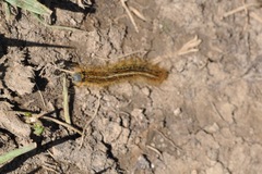 Malacosoma alpicolum