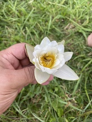 Nymphaea candida