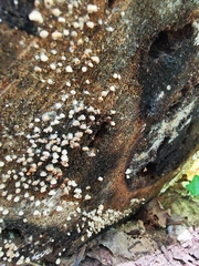 Basidiomycota