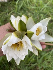 Nymphaea candida