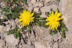 Crepis terglouensis